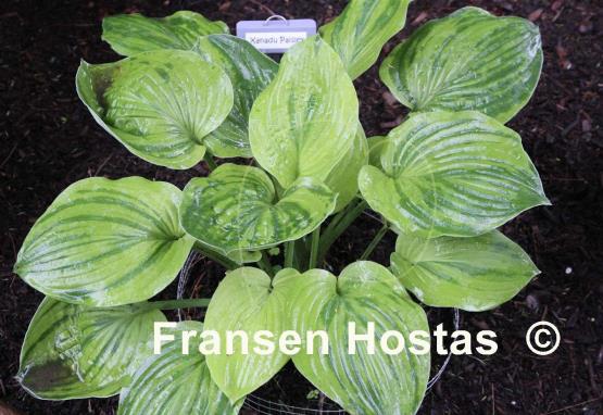 Hosta Xanadu Paisley